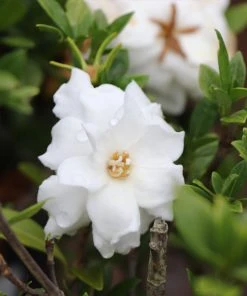 Brighter Blooms Shrubs & Hedges Dwarf Radicans Gardenia Shrub 6 Brighter Blooms Shrubs & Hedges Dwarf Radicans Gardenia Shrub