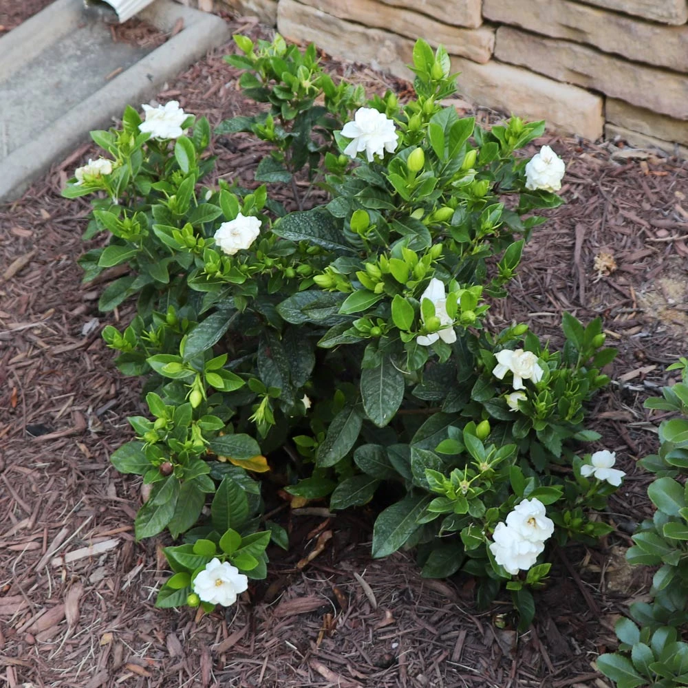 Brighter Blooms Shrubs & Hedges Dwarf Radicans Gardenia Shrub 4 Brighter Blooms Shrubs & Hedges Dwarf Radicans Gardenia Shrub