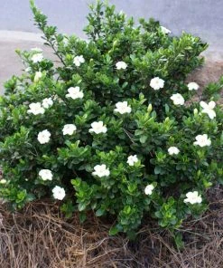 Brighter Blooms Shrubs & Hedges Dwarf Radicans Gardenia Shrub