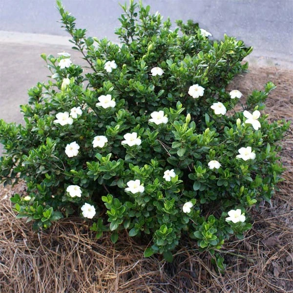Brighter Blooms Shrubs & Hedges Dwarf Radicans Gardenia Shrub 1 Brighter Blooms Shrubs & Hedges Dwarf Radicans Gardenia Shrub