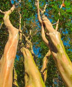 Brighter Blooms Dynamite Crape Myrtle Tree Flowering Trees 9 Brighter Blooms Dynamite Crape Myrtle Tree Flowering Trees