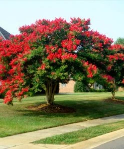 Brighter Blooms Dynamite Crape Myrtle Tree Flowering Trees 7 Brighter Blooms Dynamite Crape Myrtle Tree Flowering Trees