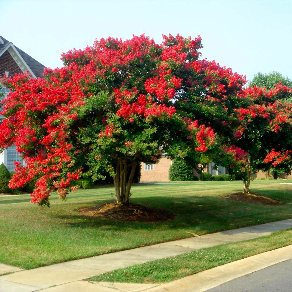 Brighter Blooms Dynamite Crape Myrtle Tree Flowering Trees 3 Brighter Blooms Dynamite Crape Myrtle Tree Flowering Trees