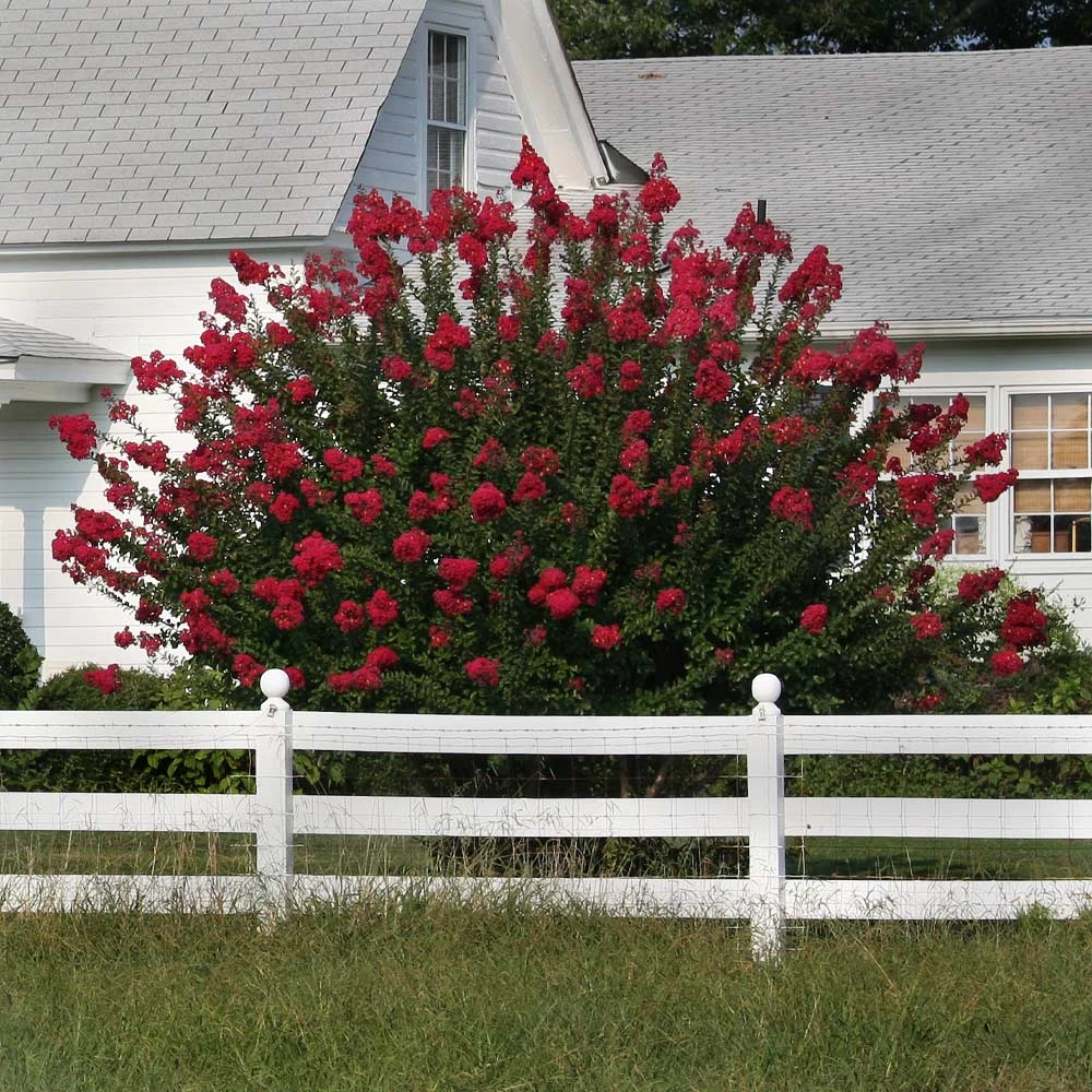 Brighter Blooms Dynamite Crape Myrtle Tree Flowering Trees 4 Brighter Blooms Dynamite Crape Myrtle Tree Flowering Trees