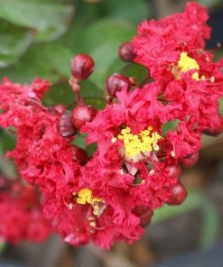 Brighter Blooms Dynamite Crape Myrtle Tree Flowering Trees