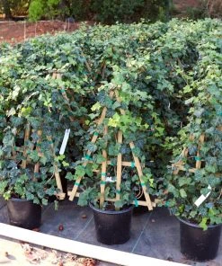 Brighter Blooms English Ivy 9 Brighter Blooms English Ivy