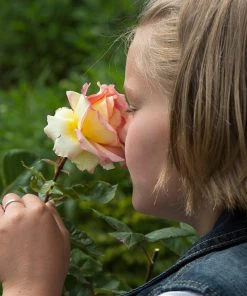 Brighter Blooms Euphoria® Rose Shrub Shrubs & Hedges 7 Brighter Blooms Euphoria® Rose Shrub Shrubs & Hedges