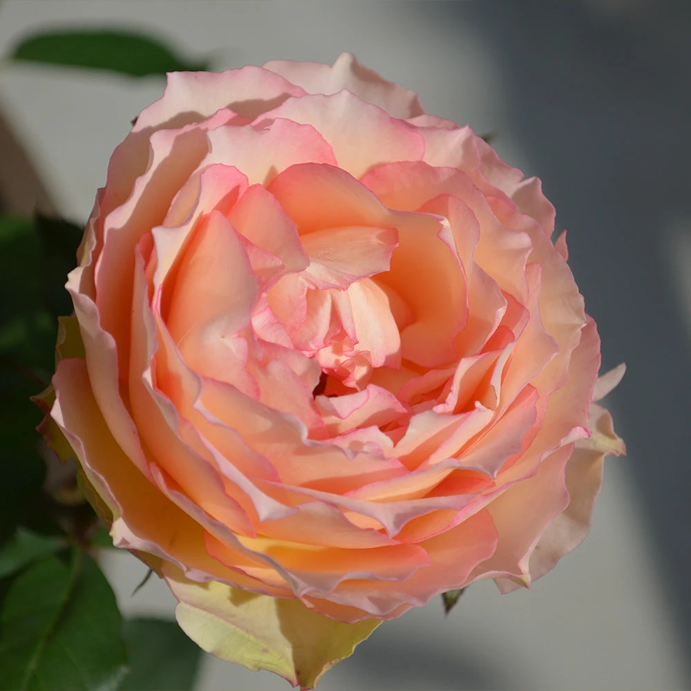 Brighter Blooms Euphoria® Rose Shrub Shrubs & Hedges 2 Brighter Blooms Euphoria® Rose Shrub Shrubs & Hedges