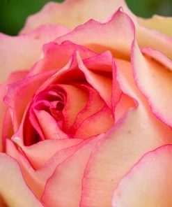 Brighter Blooms Euphoria® Rose Shrub Shrubs & Hedges 8 Brighter Blooms Euphoria® Rose Shrub Shrubs & Hedges