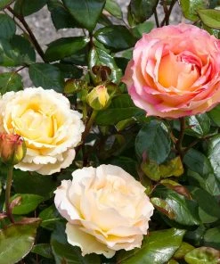 Brighter Blooms Euphoria® Rose Shrub Shrubs & Hedges 9 Brighter Blooms Euphoria® Rose Shrub Shrubs & Hedges