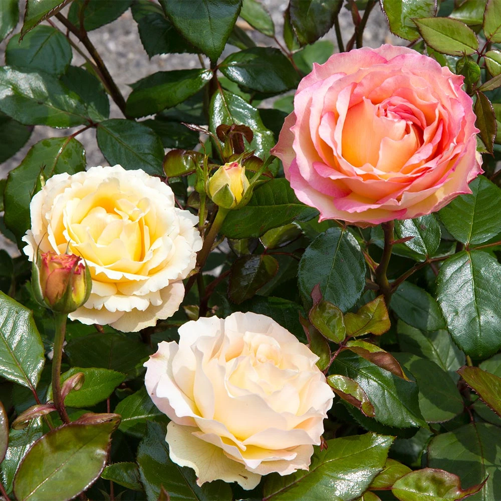 Brighter Blooms Euphoria® Rose Shrub Shrubs & Hedges 5 Brighter Blooms Euphoria® Rose Shrub Shrubs & Hedges
