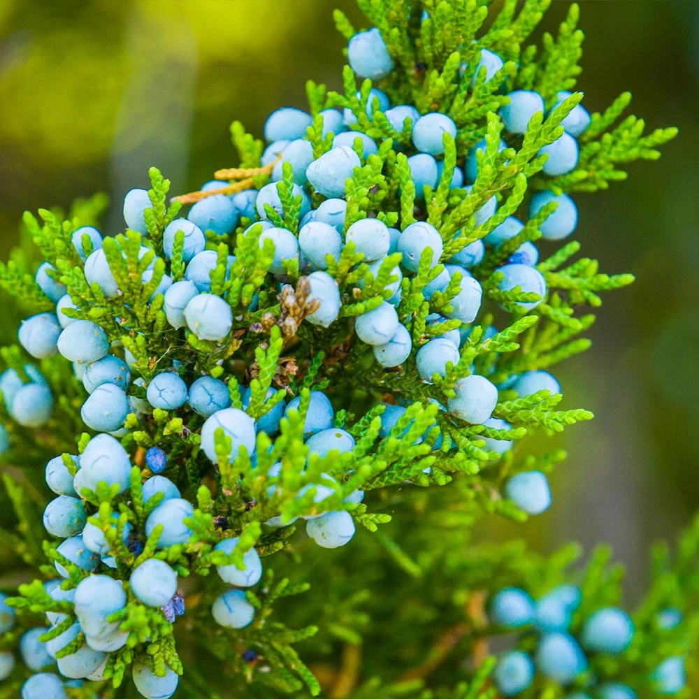 Brighter Blooms Evergreen & Privacy Eastern Red Cedar Tree 4 Brighter Blooms Evergreen & Privacy Eastern Red Cedar Tree