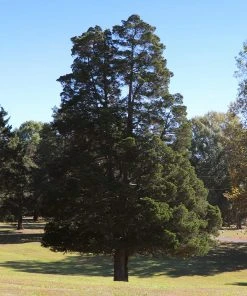 Brighter Blooms Evergreen & Privacy Eastern Red Cedar Tree 6 Brighter Blooms Evergreen & Privacy Eastern Red Cedar Tree
