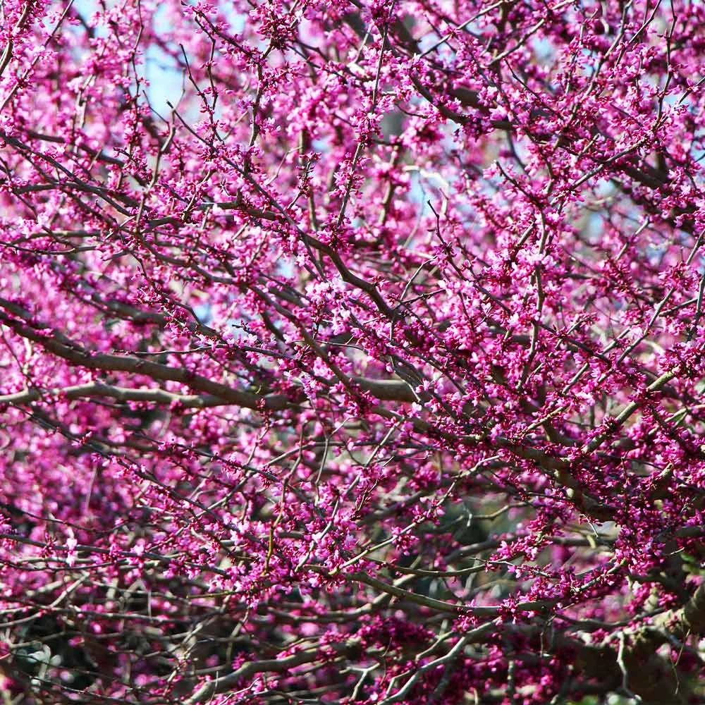 Brighter Blooms Flowering Trees Eastern Redbud Tree 3 Brighter Blooms Flowering Trees Eastern Redbud Tree