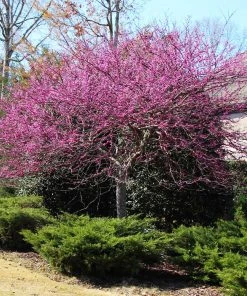 Brighter Blooms Flowering Trees Eastern Redbud Tree 8 Brighter Blooms Flowering Trees Eastern Redbud Tree