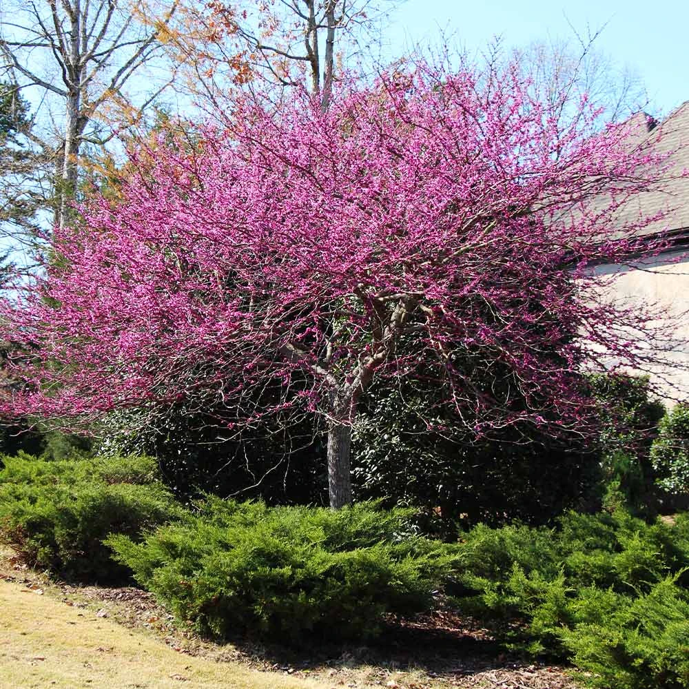 Brighter Blooms Flowering Trees Eastern Redbud Tree 4 Brighter Blooms Flowering Trees Eastern Redbud Tree