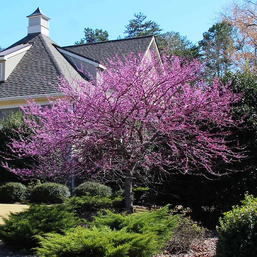 Brighter Blooms Flowering Trees Eastern Redbud Tree 2 Brighter Blooms Flowering Trees Eastern Redbud Tree
