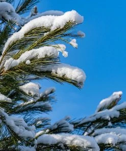 Brighter Blooms Eastern White Pine Tree Evergreen & Privacy 9 Brighter Blooms Eastern White Pine Tree Evergreen & Privacy