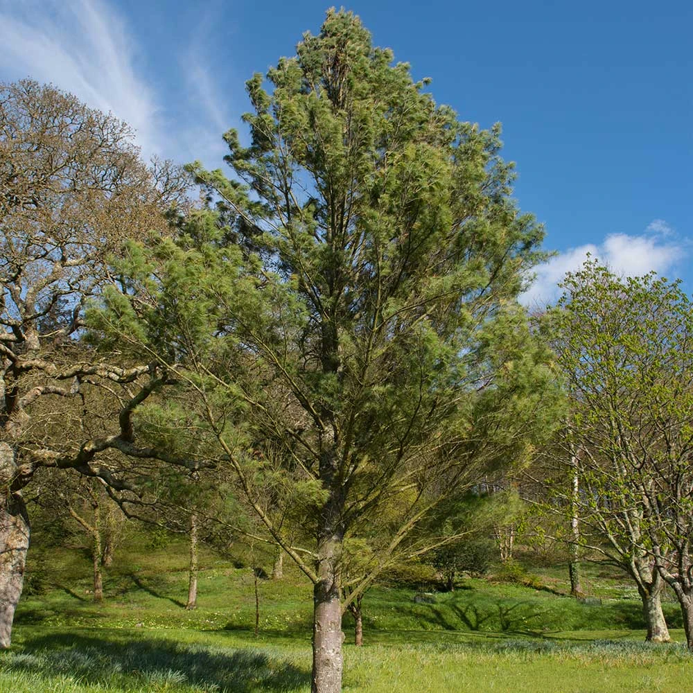 Brighter Blooms Eastern White Pine Tree Evergreen & Privacy 6 Brighter Blooms Eastern White Pine Tree Evergreen & Privacy