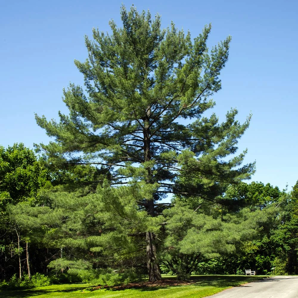 Brighter Blooms Eastern White Pine Tree Evergreen & Privacy 2 Brighter Blooms Eastern White Pine Tree Evergreen & Privacy