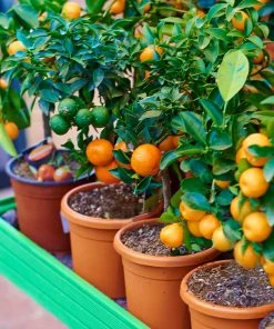 Brighter Blooms Fruit Trees EasyPeel Clementine Tree 6 Brighter Blooms Fruit Trees EasyPeel Clementine Tree