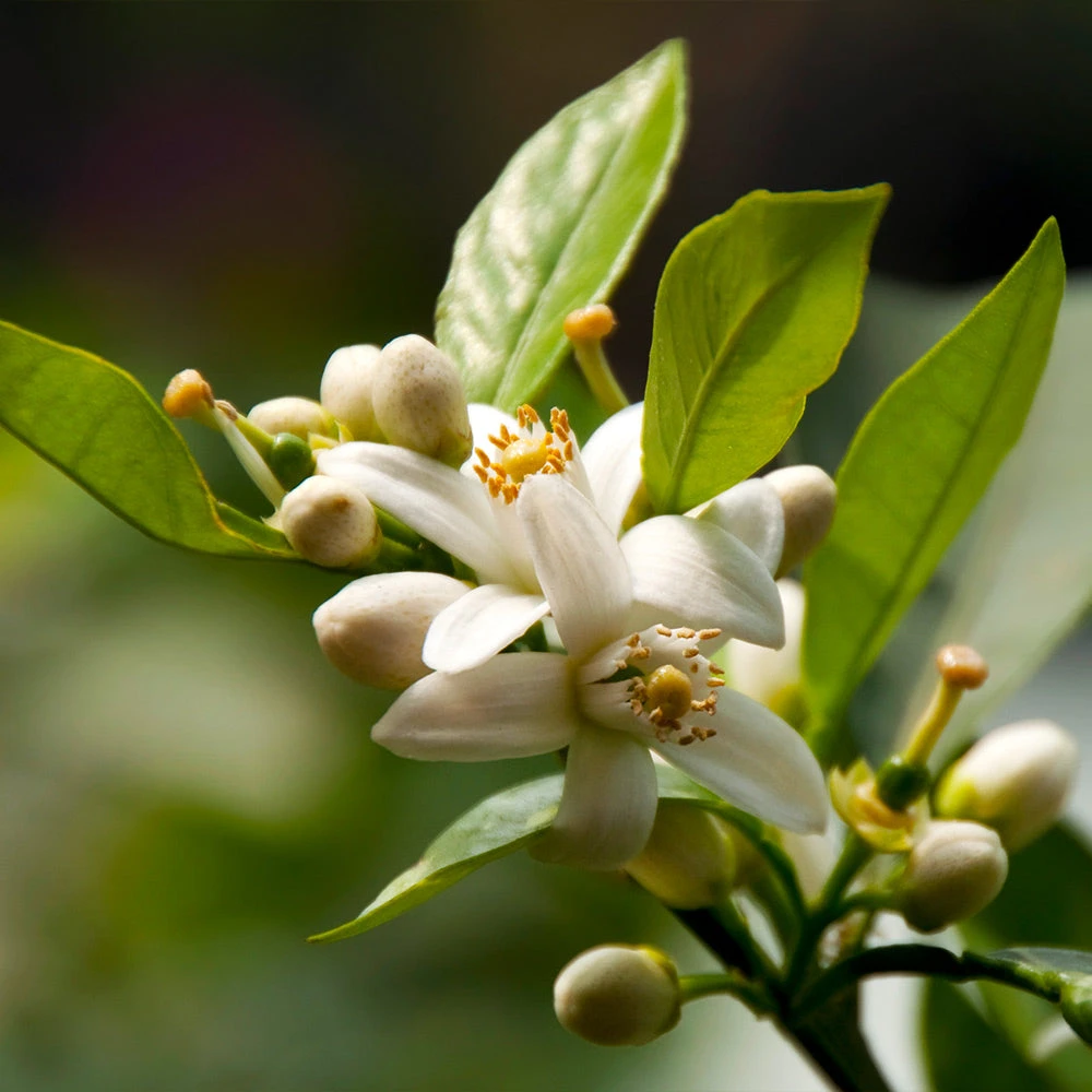Brighter Blooms Fruit Trees EasyPeel Clementine Tree 4 Brighter Blooms Fruit Trees EasyPeel Clementine Tree