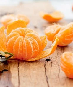 Brighter Blooms Fruit Trees EasyPeel Clementine Tree