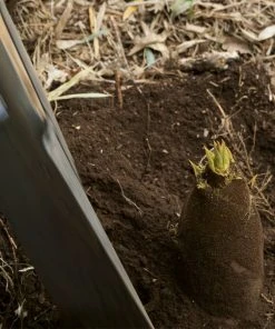 Brighter Blooms Evergreen & Privacy Edible Bamboo Plant 7 Brighter Blooms Evergreen & Privacy Edible Bamboo Plant