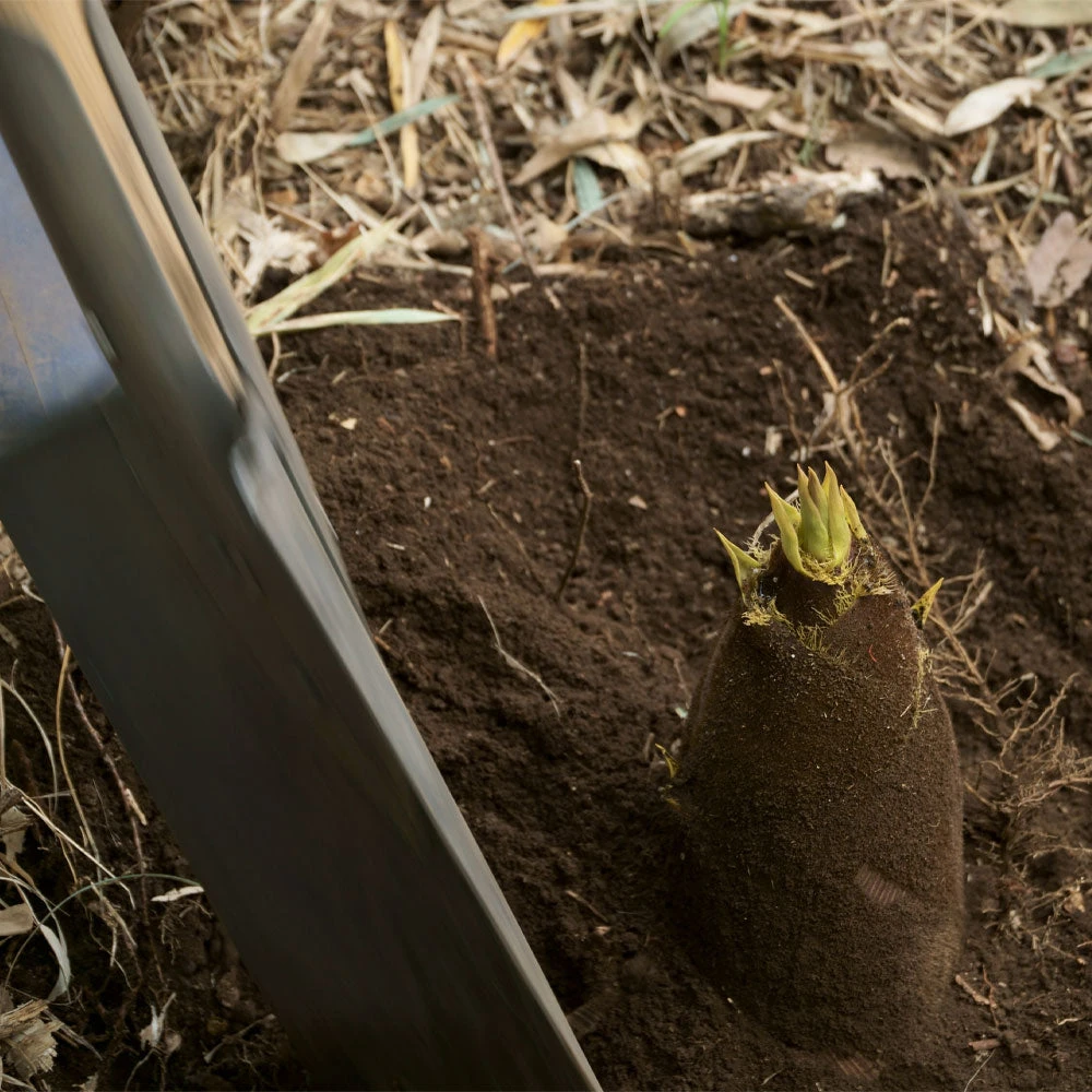 Brighter Blooms Evergreen & Privacy Edible Bamboo Plant 3 Brighter Blooms Evergreen & Privacy Edible Bamboo Plant