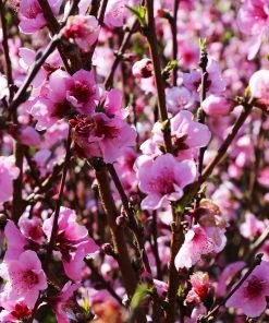 Brighter Blooms Elberta Peach Tree Fruit Trees 6 Brighter Blooms Elberta Peach Tree Fruit Trees