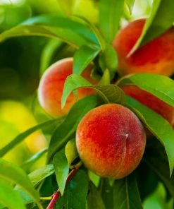 Brighter Blooms Elberta Peach Tree Fruit Trees