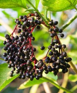 Brighter Blooms Elderberry Plant 5 Brighter Blooms Elderberry Plant
