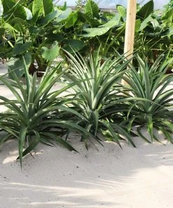 Brighter Blooms Elite Gold Pineapple Plant Fruit Trees 6 Brighter Blooms Elite Gold Pineapple Plant Fruit Trees