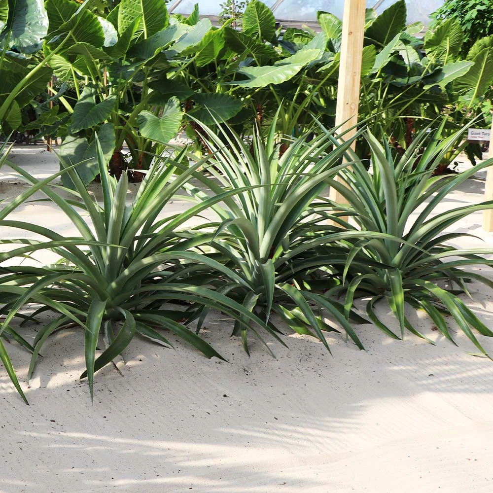 Brighter Blooms Elite Gold Pineapple Plant Fruit Trees 3 Brighter Blooms Elite Gold Pineapple Plant Fruit Trees