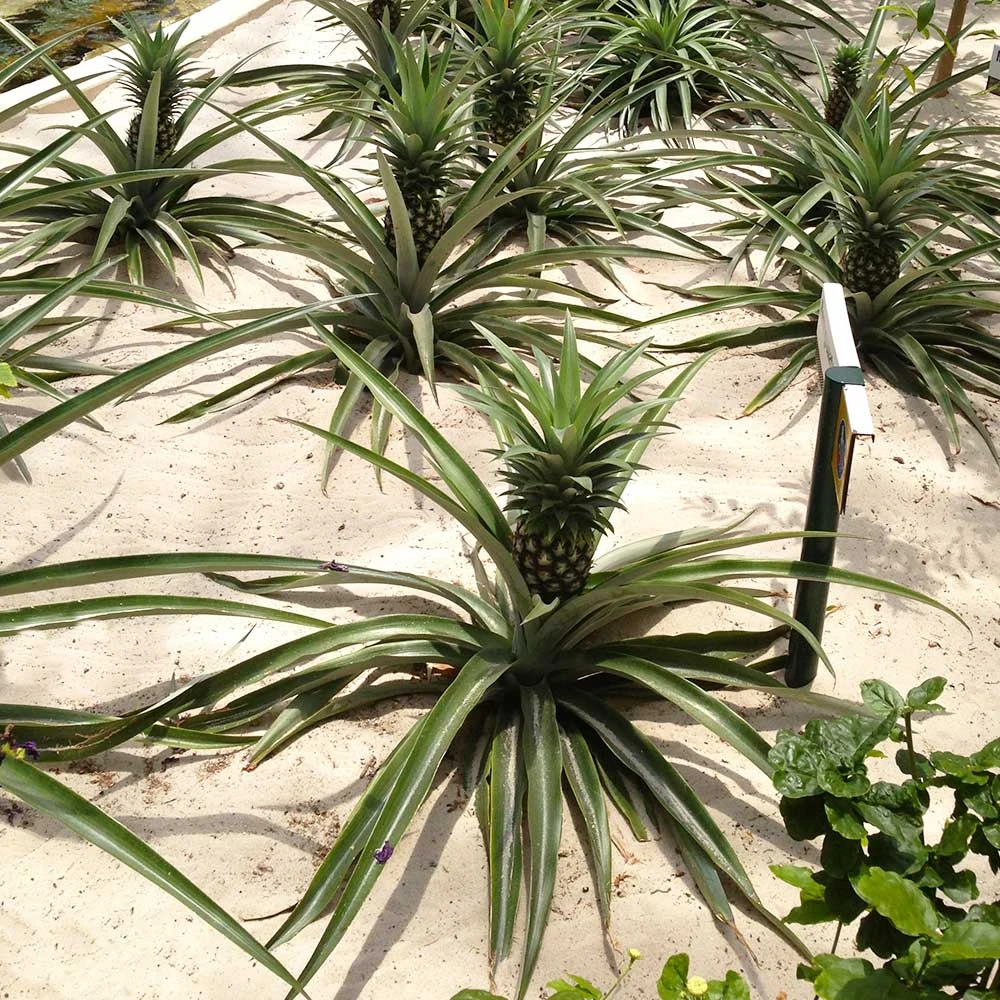 Brighter Blooms Elite Gold Pineapple Plant Fruit Trees 4 Brighter Blooms Elite Gold Pineapple Plant Fruit Trees