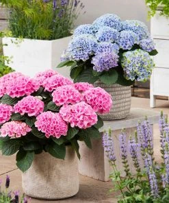 Brighter Blooms Elizabeth Ashley Hydrangea Shrub 6 Brighter Blooms Elizabeth Ashley Hydrangea Shrub