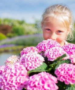 Brighter Blooms Elizabeth Ashley Hydrangea Shrub