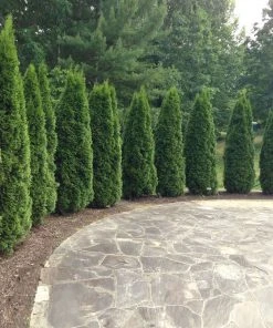 NO WARRANTY Emerald Green Thuja Tree Plants For Clay Soil 6 NO WARRANTY Emerald Green Thuja Tree Plants For Clay Soil