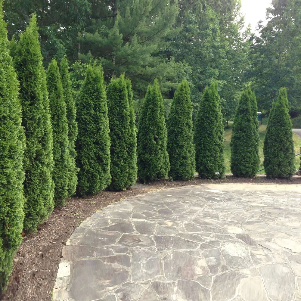 NO WARRANTY Emerald Green Thuja Tree Plants For Clay Soil 3 NO WARRANTY Emerald Green Thuja Tree Plants For Clay Soil