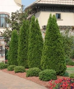 Brighter Blooms Evergreen & Privacy Emerald Green Thuja Tree