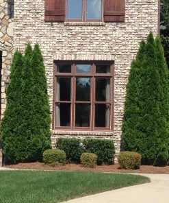 Brighter Blooms Cool-Climate Privacy Kit Evergreen & Privacy 10 Brighter Blooms Cool-Climate Privacy Kit Evergreen & Privacy