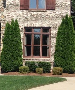 NO WARRANTY Emerald Green Thuja Tree Plants For Clay Soil 7 NO WARRANTY Emerald Green Thuja Tree Plants For Clay Soil