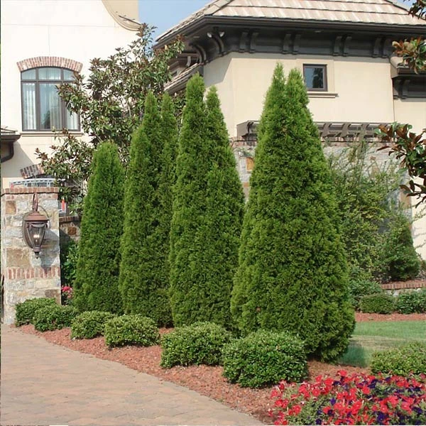 Brighter Blooms Evergreen & Privacy Emerald Green Thuja Tree 1 Brighter Blooms Evergreen & Privacy Emerald Green Thuja Tree