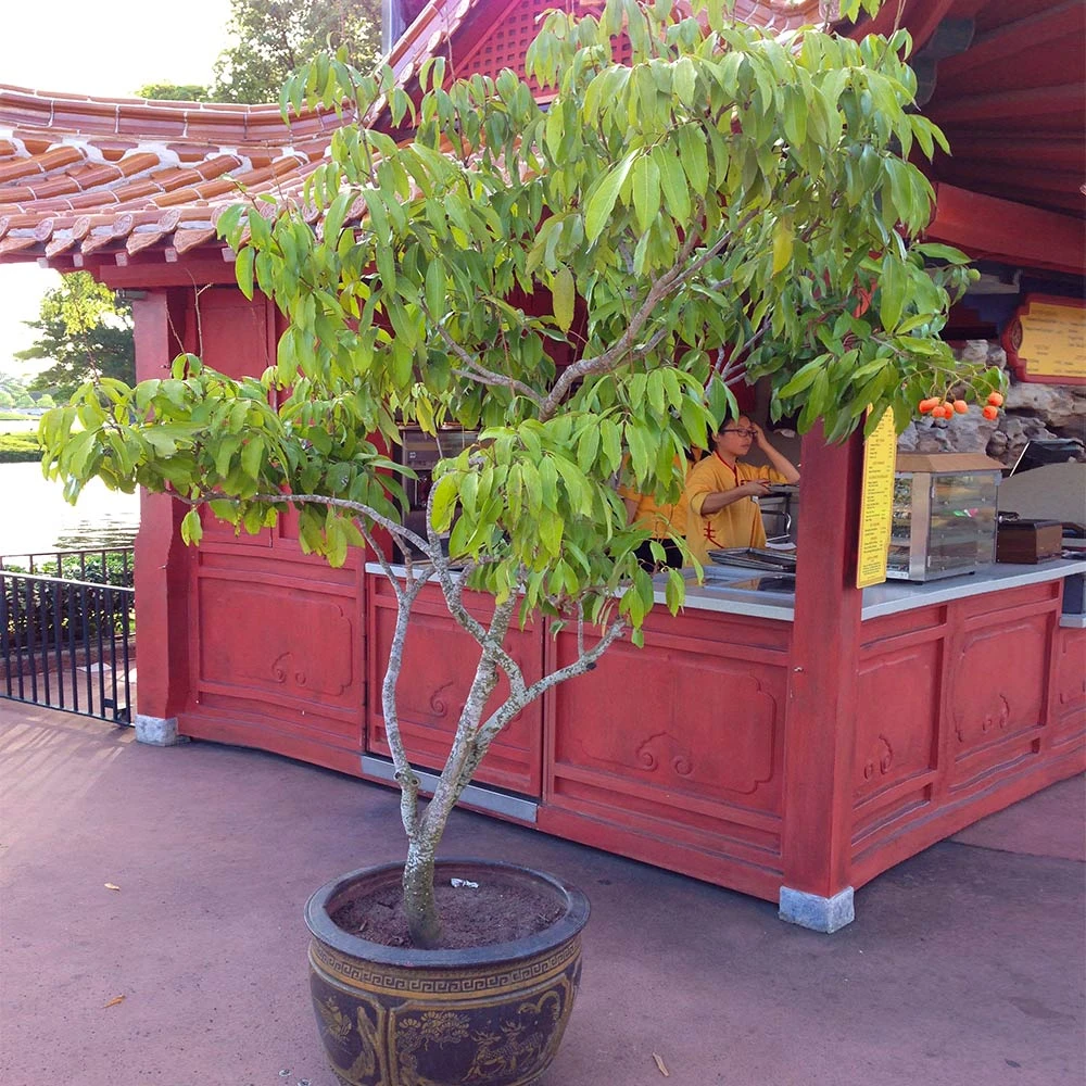 Brighter Blooms Emperor Lychee Tree 5 Brighter Blooms Emperor Lychee Tree