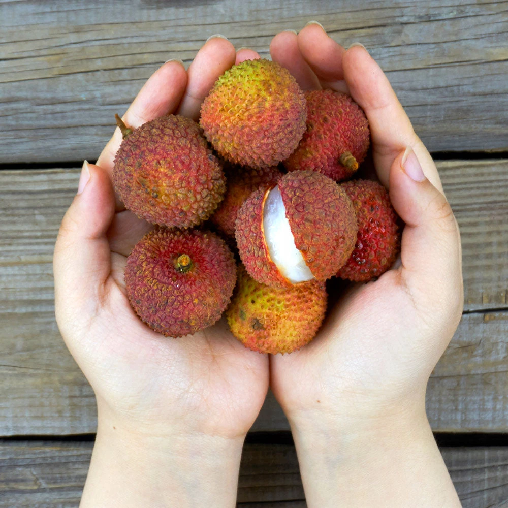 Brighter Blooms Emperor Lychee Tree 4 Brighter Blooms Emperor Lychee Tree