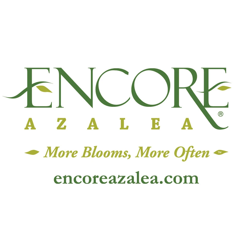 Brighter Blooms Shrubs & Hedges Autumn Angel® Encore® Azalea Shrub 4 Brighter Blooms Shrubs & Hedges Autumn Angel® Encore® Azalea Shrub
