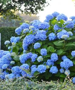 Brighter Blooms Shrubs & Hedges Endless Summer® Hydrangea Shrub