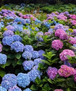 Brighter Blooms Shrubs & Hedges Endless Summer® Hydrangea Shrub 10 Brighter Blooms Shrubs & Hedges Endless Summer® Hydrangea Shrub