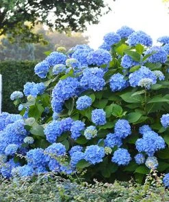 Brighter Blooms Shrubs & Hedges Endless Summer® Hydrangea Shrub