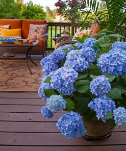 Brighter Blooms Shrubs & Hedges Endless Summer® Hydrangea Shrub 8 Brighter Blooms Shrubs & Hedges Endless Summer® Hydrangea Shrub